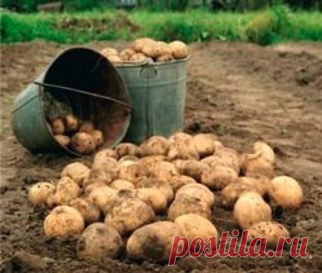 Когда и как копать картошку? - картофель, картошка, овощ, корнеплод, сроки, уборка