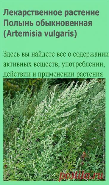 Лекарственное растение Полынь обыкновенная (Artemisia vulgaris). Многолетнее растение высотой 60-120 см, иногда до 1,5 м, с сильно разветвленным стеблем без подземных побегов. Прикорневые листья длинночерешковые, перистые, длиной 5-8 см. Стеблевые листья просто- или дважды-перистые.