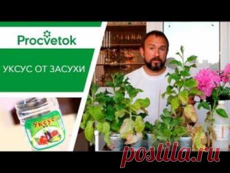 Задать вопрос эксперту: https://procvetok.com/ru/videos/unikalnyj-sposob-poliva-tomatov-percev-ogurcov-baklazhan/ Сегодня мы поговорим об уникальном способе ...