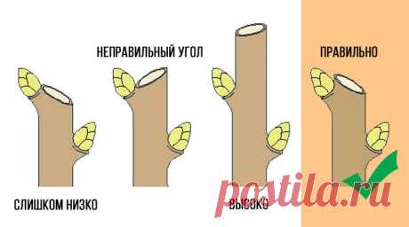 Как правильно обрезать яблоню весной – советы начинающим садоводам