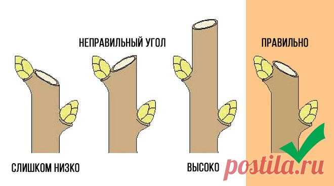Как правильно обрезать яблоню весной – советы начинающим садоводам
