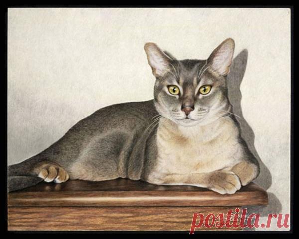 Животный мир в карандаше. Художница Gemma Gylling (14 фото) » Картины, художники, фотографы на Nevsepic