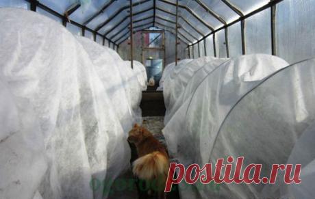 Как посадить рассаду перца в теплице