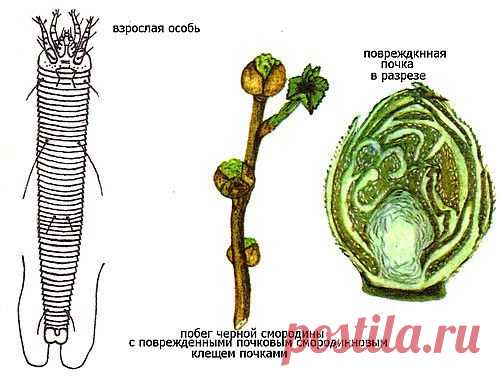 Не пропустите смородинного клеща.