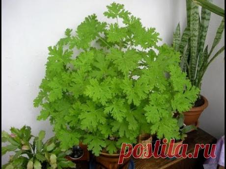 ГЕРАНЬ ДУШИСТАЯ, ПЕЛАРГОНИЯ | Уход и разведение в домашних условиях