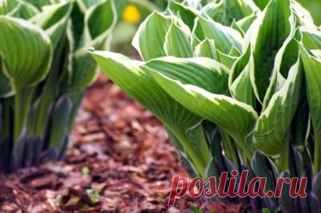 Как ухаживать за хостой