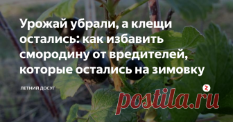 Урожай убрали, а клещи остались: как избавить смородину от вредителей, которые остались на зимовку Вы убрали урожай с ваших ягодных кустарников, но расслабляться ещё рано. Смородина закладывает почки для следующего года летом. А потому урожай следующего года напрямую зависит от того, как хорошо вы позаботились о кустарнике сегодня.
Дело в том, что такие вредители, как клещ, стеклянницы и галлицы остаются на кустарнике и после того, как он отплодоносил. Они прекрасно зимуют на смородине, а когда