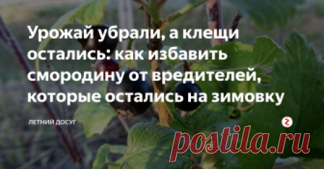 Урожай убрали, а клещи остались: как избавить смородину от вредителей, которые остались на зимовку Вы убрали урожай с ваших ягодных кустарников, но расслабляться ещё рано. Смородина закладывает почки для следующего года летом. А потому урожай следующего года напрямую зависит от того, как хорошо вы позаботились о кустарнике сегодня.
Дело в том, что такие вредители, как клещ, стеклянницы и галлицы остаются на кустарнике и после того, как он отплодоносил. Они прекрасно зимуют на смородине, а когда