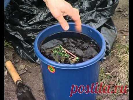 Уход за розами и их посадка