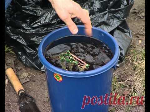 Уход за розами и их посадка