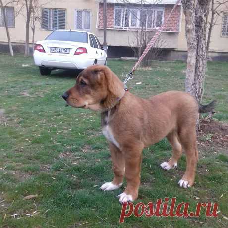 Сын Тигра 3 мес