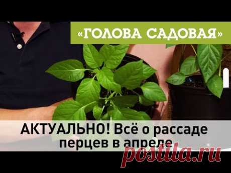 Голова садовая - АКТУАЛЬНО! Всё о рассаде перцев в апреле