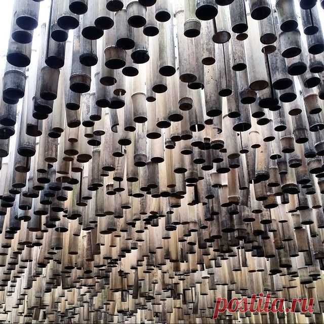#Бамбук #bamboo
#울산대공원

#Ульсан #Ulsan #울산 
#Корея #Korea #SouthKorea #한국 #ig_korea #ig_asia_  #travelKorea #koreatrip #koreatrip2015