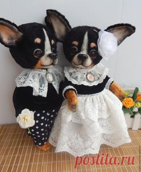 Купить Собачки тедди .Поль и Пинки 2 - черный, чихуа, чихуахуа, собака, собачка