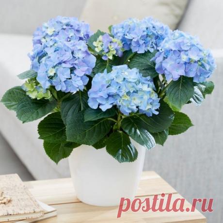 Комнатная гортензия — более капризная, но не менее прекрасная. Уход в домашних условиях. Фото — Ботаничка