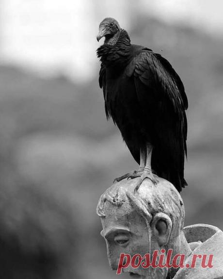 Мир издерган и распят.
Время – бешеное…
Вот – опять,  опять,  опять, —
зона бедствия…
Пропадая навсегда
в липкой полночи
дети,  птицы,  города
просят помощи.
Пепельной зари лоскут.
Слезы беженца.
Реки бедствия  текут
к морю бедствия.
Застываем, не дыша,
над новой
бездною… 
И не душа уже душа,
а зона бедствия. 
_
Роберт Рождественский