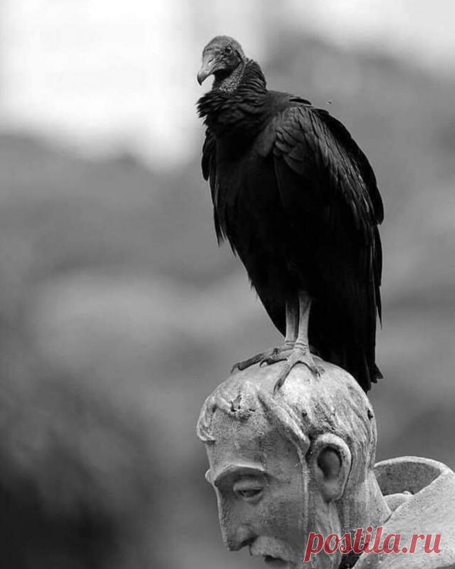 Мир издерган и распят.
Время – бешеное…
Вот – опять,  опять,  опять, —
зона бедствия…
Пропадая навсегда
в липкой полночи
дети,  птицы,  города
просят помощи.
Пепельной зари лоскут.
Слезы беженца.
Реки бедствия  текут
к морю бедствия.
Застываем, не дыша,
над новой
бездною… 
И не душа уже душа,
а зона бедствия. 
_
Роберт Рождественский