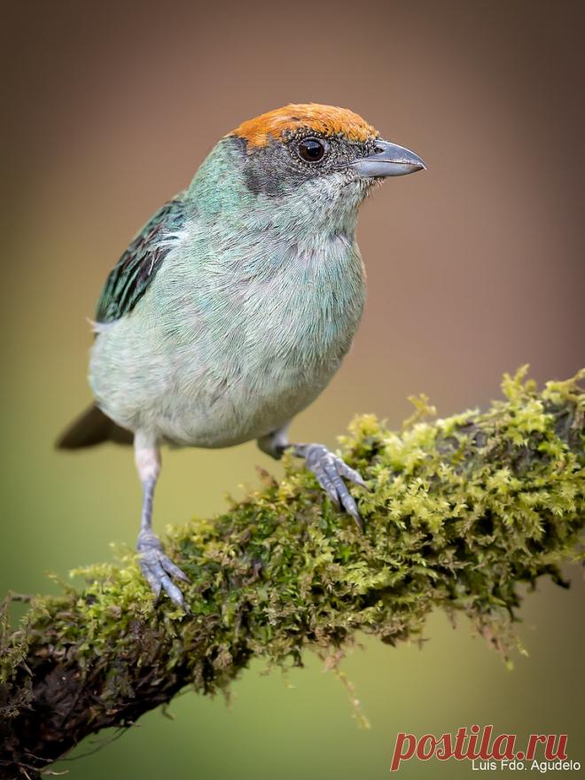 Scrub Tanager Explore Natural Photo Tours Colombia's photos on Flickr. Natural Photo Tours Colombia has uploaded 436 photos to Flickr.