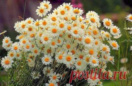 (53) Одноклассники