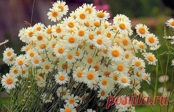 (53) Одноклассники