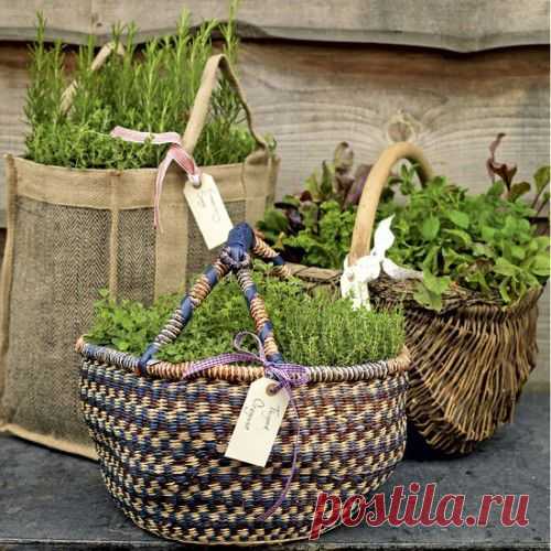 35 идей для выращивания пряных трав.