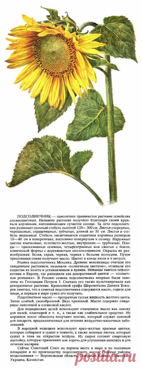 Подсолнечник