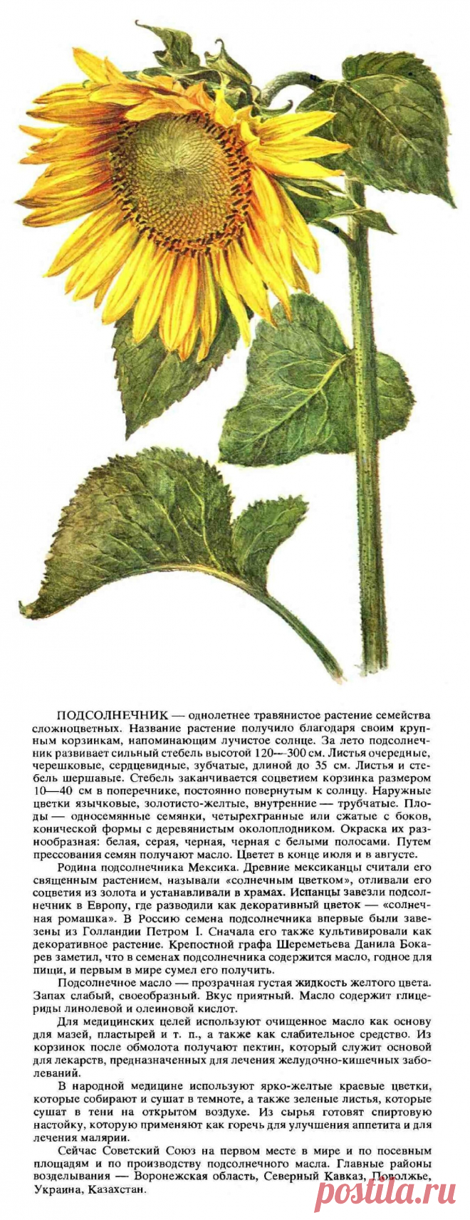 Подсолнечник