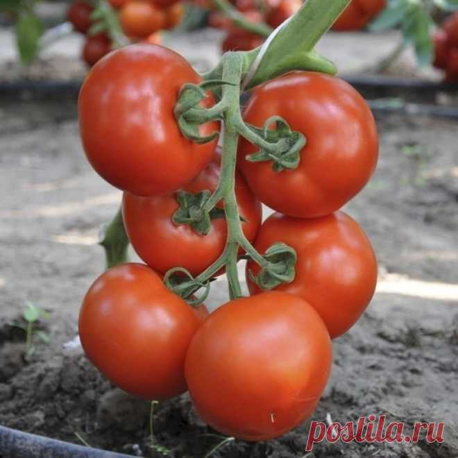 Дачный сезон не за горами: 7 культур, которые пора сеять на рассаду в феврале - Новости - gorodche.ru