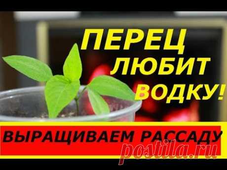 ПЕРЕЦ ЛЮБИТ ВОДКУ ! ВЫРАЩИВАЕМ РАССАДУ ПЕРЦА