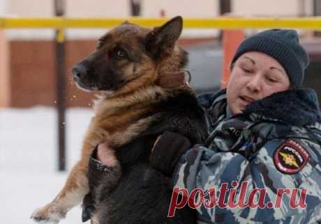 В Челябинске спасли служебную собаку, отравившуюся наркотиками во время обыска притона
В Челябинске ветеринары смогли спасти жизнь ищейке, которая отравилась синтетическими наркотиками. Крупицы вещества шестилетняя немецкая овчарка Грейс вдохнула во время обыска квартиры, хозяин которо…