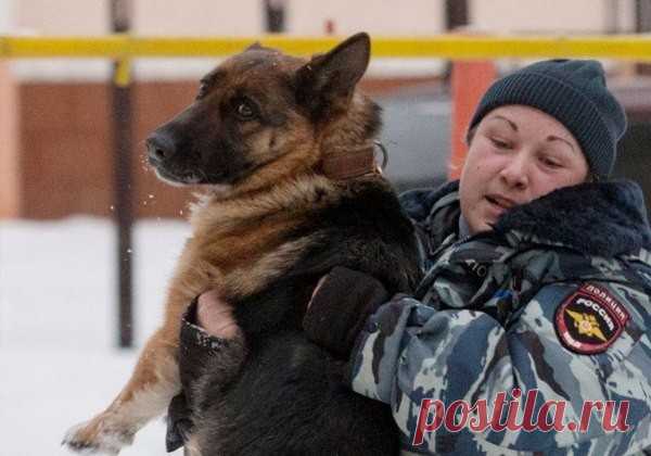 В Челябинске спасли служебную собаку, отравившуюся наркотиками во время обыска притона 
В Челябинске ветеринары смогли спасти жизнь ищейке, которая отравилась синтетическими наркотиками. Крупицы вещества шестилетняя немецкая овчарка Грейс вдохнула во время обыска квартиры, хозяин которо…