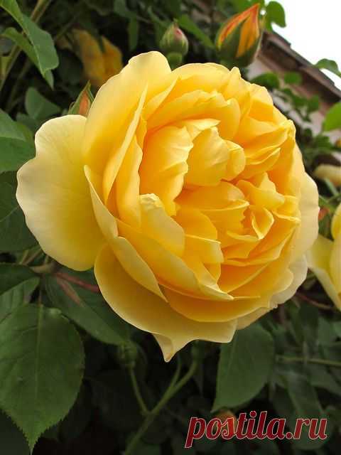 ~'Graham Thomas' Roses  
flickr от Susan R~   |  Pinterest: инструмент для поиска и хранения интересных идей