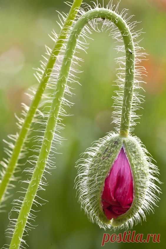 Pinterest