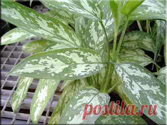 Аглаонема (Aglaonema). Описание, виды и уход за аглаонемой | Флористика на "Добро ЕСТЬ!"