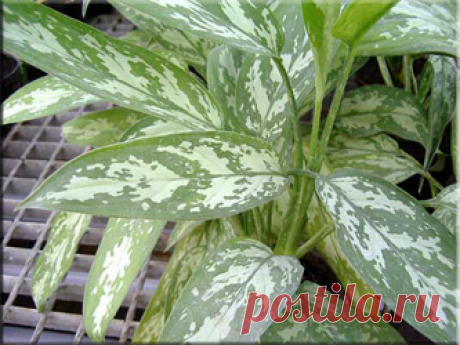 Аглаонема (Aglaonema). Описание, виды и уход за аглаонемой | Флористика на &quot;Добро ЕСТЬ!&quot;