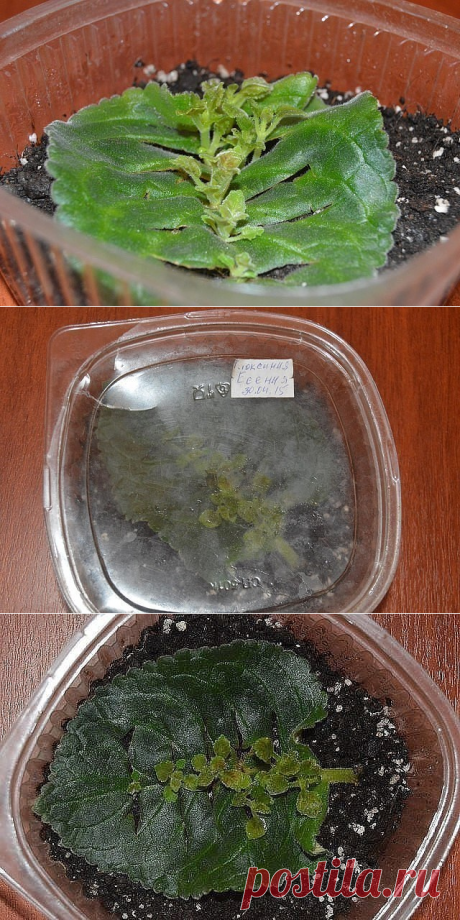 ОЧЕНЬ ПРОСТОЙ СПОСОБ РАЗМНОЖЕНИЯ ФИАЛОК