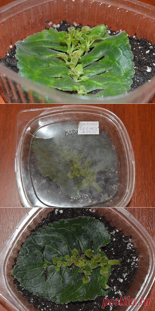 ОЧЕНЬ ПРОСТОЙ СПОСОБ РАЗМНОЖЕНИЯ ФИАЛОК