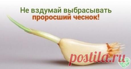 НИКОГДА НЕ ВЫБРАСЫВАЙТЕ ПОЛЕЖАВШИЙ ПРОРОСШИЙ ЧЕСНОК