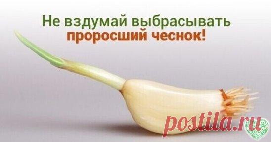 НИКОГДА НЕ ВЫБРАСЫВАЙТЕ ПОЛЕЖАВШИЙ ПРОРОСШИЙ ЧЕСНОК