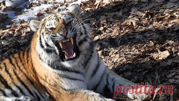 Женщину в Приморье оштрафовали за распространение фейков о нападениях тигра