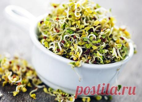 Проростки - источник здоровья и долголетия