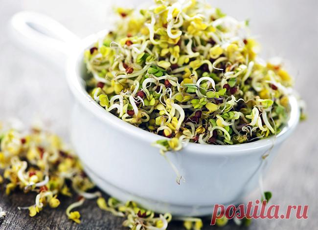 Проростки - источник здоровья и долголетия