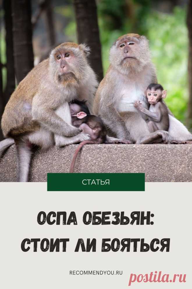 Что такое оспа обезьян, какие симптомы, стоит ли бояться этого вируса #здоровье