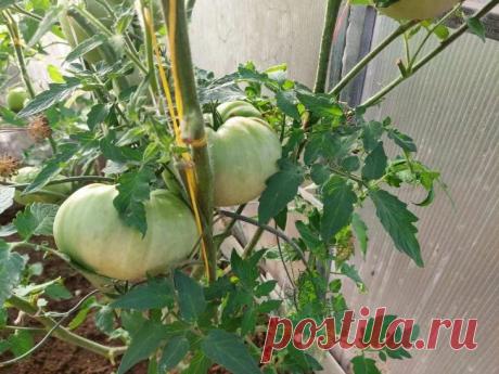 Вершинная гниль томатов: почему одни дачники избавляются от нее после первой обработки, а другие – борются с болезнью годами. Эта коварная напасть губит урожай, оставляя темные вдавленные пятна на плодах. 