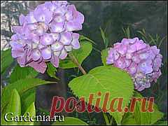 цитата lika_nika : Без заголовка (18:59 05-03-2014) [4151280/315899034] - lapo4kinazina@mail.ru - Почта Mail.Ru Цветы и размножение цветов