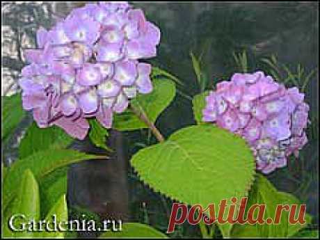цитата lika_nika : Без заголовка (18:59 05-03-2014) [4151280/315899034] - lapo4kinazina@mail.ru - Почта Mail.Ru Цветы и размножение цветов