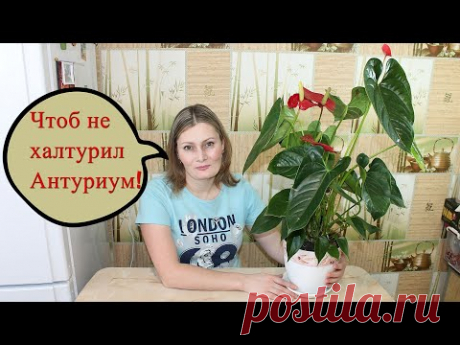 Антуриум цветёт как сумасшедший! Пересадка и Уход! НЕ ЦВЕТЕТ АНТУРИУМ, ЖЕЛТЕЮТ и СОХНУТ ЛИСТЬЯ !