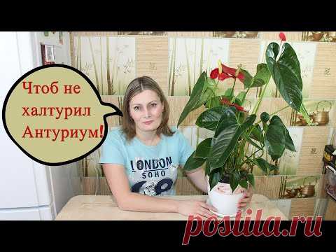 Антуриум цветёт как сумасшедший! Пересадка и Уход! НЕ ЦВЕТЕТ АНТУРИУМ, ЖЕЛТЕЮТ и СОХНУТ ЛИСТЬЯ !