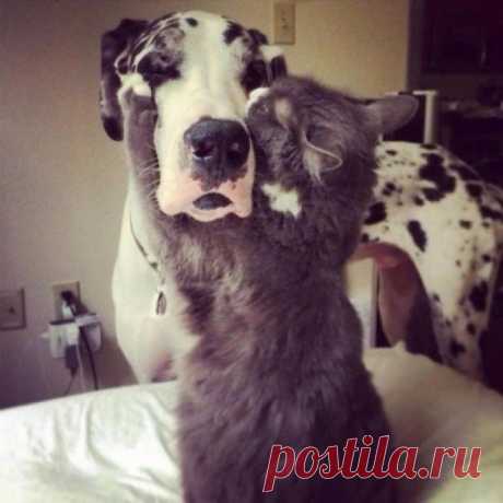 ЕЩЁ КОТЭ | KotoMail.ru