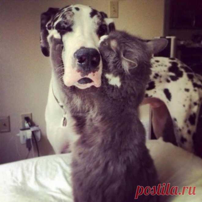 ЕЩЁ КОТЭ | KotoMail.ru
